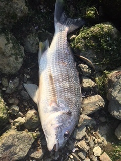 image1 (1).jpeg